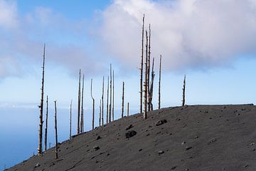 burnt trees near the Tajogaite volcano mouth by Willemijn Wolthaus