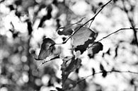 Zwart Wit met Tegenlicht van DoDiLa Foto's thumbnail