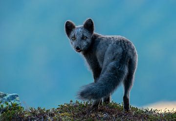 Arctic Fox by Harry Punter