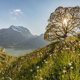 Mountain spring over the Wägitalersee with mountain maple - Cross by Pascal Sigrist - Landscape Photography