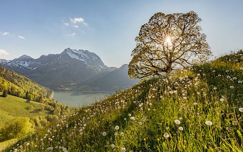 Bergbron over de Wägitalersee met bergesdoorn - dwars