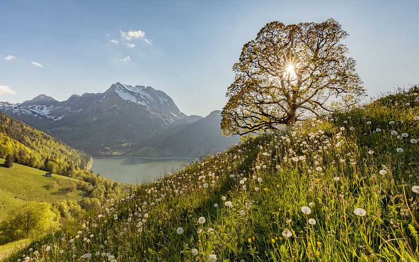 Bergbron over de Wägitalersee met bergesdoorn - dwars van Pascal Sigrist - Landscape Photography