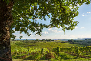 Eichen und Chianti-Weinberge in Montefiridolfi, Toskana