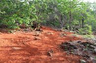 Terra Cora, rode aarde Bonaire. van Silvia Weenink thumbnail