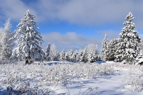 Een besneeuwd bos na de storm