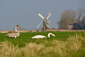 Les cygnes au moulin