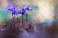 Liverwort
