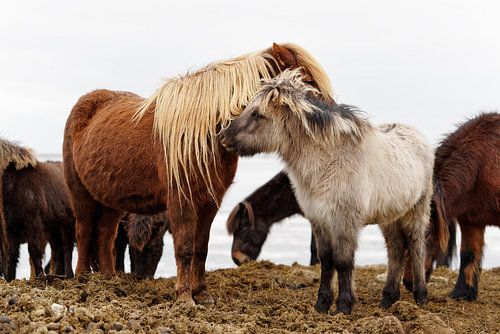 Iceland horses
