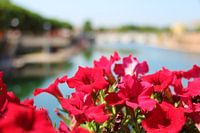 Bloemen in Italië