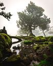 Fairy tale lake in Fanal Forest, Madeira by Luc van der Krabben thumbnail