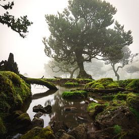 Fairy tale lake in Fanal Forest, Madeira by Luc van der Krabben