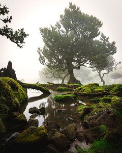 Lac de conte de fées dans la forêt de Fanal, Madère