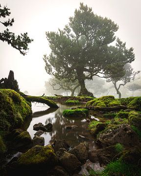 Fairy tale lake in Fanal Forest, Madeira
