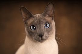 The expressive, sweet gaze of a Siamese cat by Special Moments MvL
