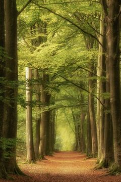 Serene rust in de Herfst. van Hans Buls Photography
