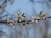 Blossom
