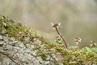 Deadnettle, Lamium purpureum in a branch fork by Heiko Kueverling thumbnail