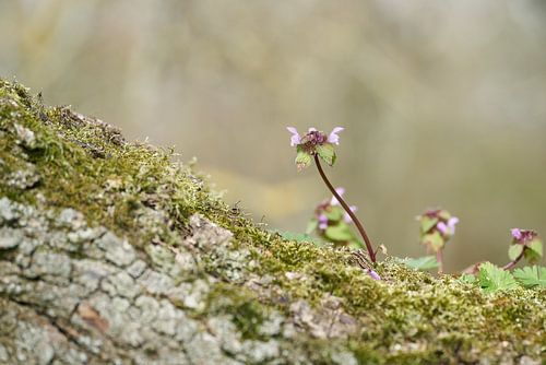 Ortie, Lamium purpureum dans une fourche de branche