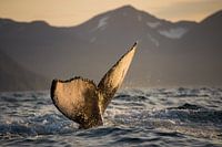 Golden hour, golden tail!