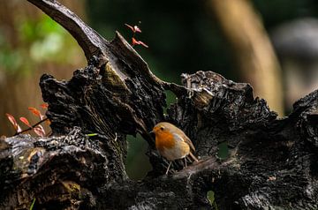 Roodborstje op een stuk dood hout. van Brian Morgan