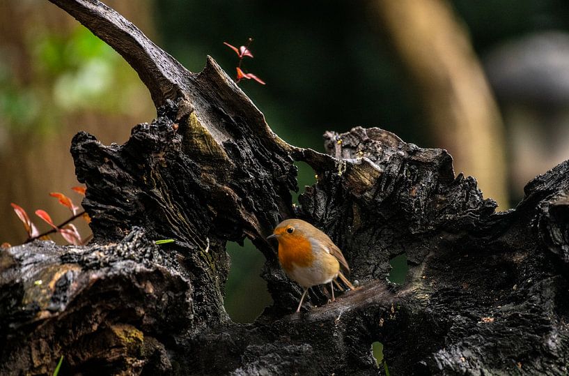 Robin on a piece of dead wood. by Brian Morgan
