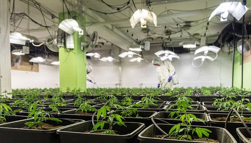 Binnenplant - Cannabis