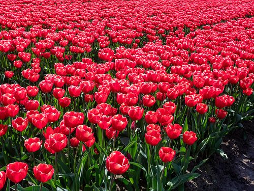 Betoverende Bloei: Ontdek Nederland's Tulpenpracht