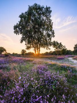 Zonsondergang op de heide van Thijs Friederich