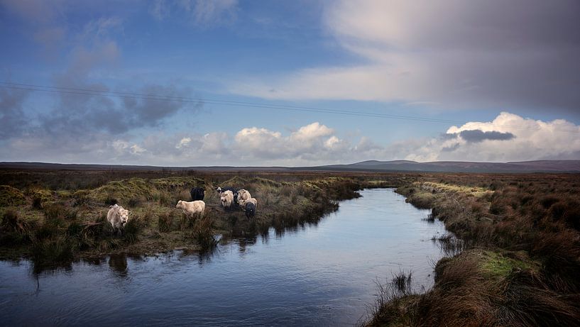 Grazende koeien in Ierland van Bo Scheeringa Photography