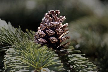 Vroeg of laat: Een dennenappel in de dennenboom. Naweeën van de kerst? van foto by rob spruit