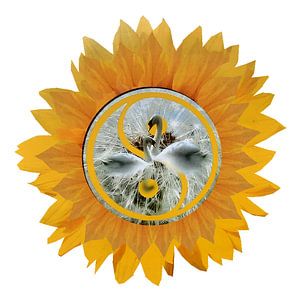 Zwanen  Zonnebloem Yin en Yang in de natuur