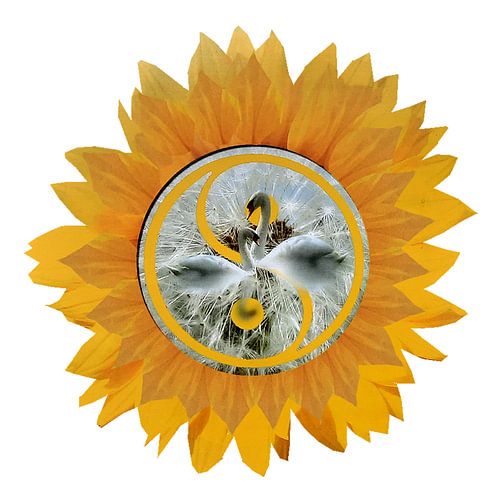 Zwanen  Zonnebloem Yin en Yang in de natuur