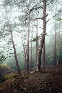 Im verwunschenen Wald