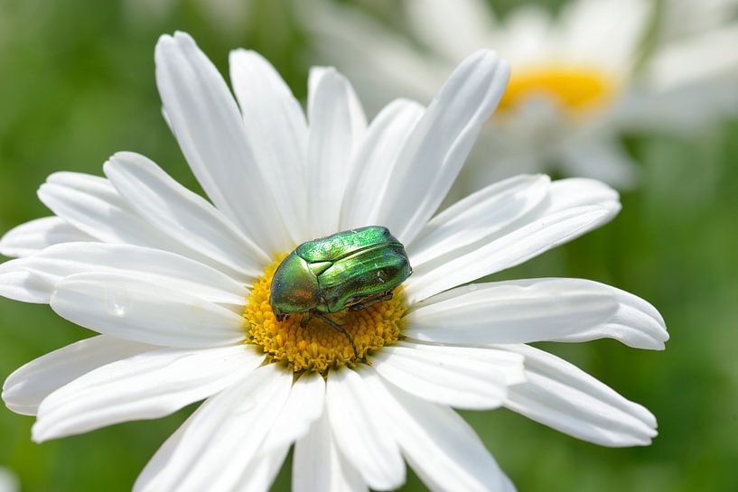 Golden rose chafer by Karin Jähne