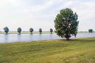 Baum entlang der Bank eines breiten Flusses von Ruud Morijn Miniaturansicht
