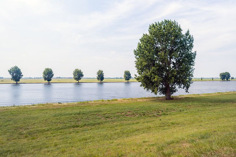Baum entlang der Bank eines breiten Flusses von Ruud Morijn