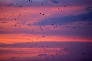 Bats fly off during sunset - Flores Indonesia sur Michiel Ton