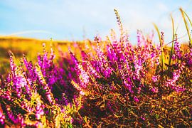 Style my Home Serie von Liberty Ragazza Biesma von Liberty Biesma