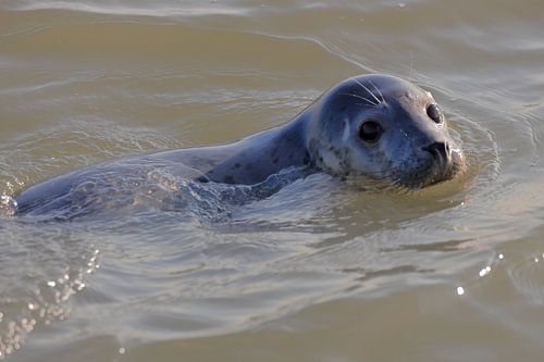 Joint d'étanchéité