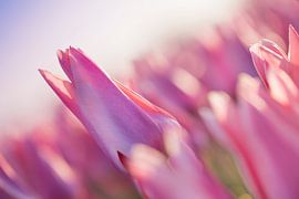 Tulpen uit het Noorden, Garsthuizen van Ronnie Schuringa