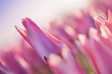 Tulpen uit het Noorden, Garsthuizen van Ronnie Schuringa