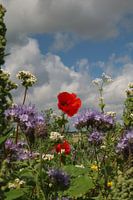 Bloemenveld