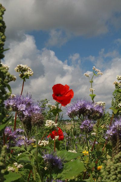 Flower field by Jayne Wilby