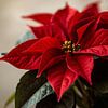 Kerstster Poinsettia van Matthias Spartz