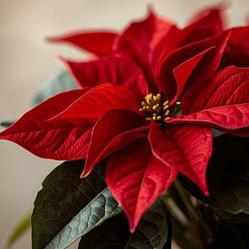 Étoile de Noël Poinsettia sur Matthias Spartz