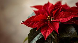 Étoile de Noël Poinsettia