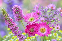 Colourful flowers in soft focus