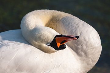 Head of swan lying on its back