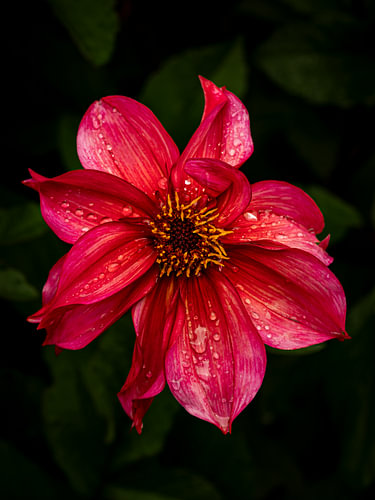 A bright pink dahlia after the rain