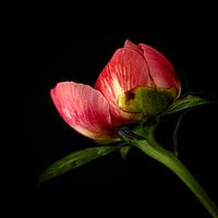 Pivoine